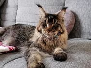 Maine Coon Kater mit Stammbaum, kastriert! - Metzingen