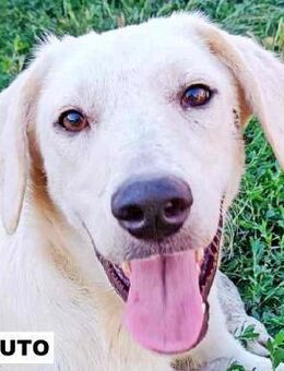 Naruto sucht liebe Menschen - Neuhausen (Fildern)