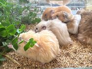 Teddyhamster männlich - Altötting
