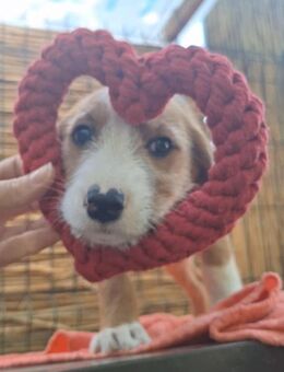 Hundekind ARiNO will mit dir spielen 😍 - Mylau