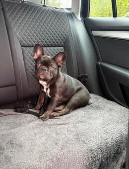 Für unseren kleinen Otto suchen wir ein liebevolles Zuhause. - Wacken