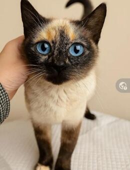 Moccacino Prinzessin sucht Familie - Unterföhring