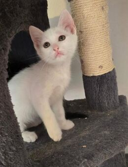 Tarantula - Angel in disguise - Kirchheim (München)