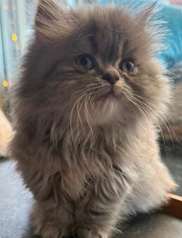 Perser Kitten mit Nase - Hilden