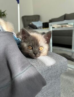 Bkh Katzen - Berlin Tempelhof-Schöneberg