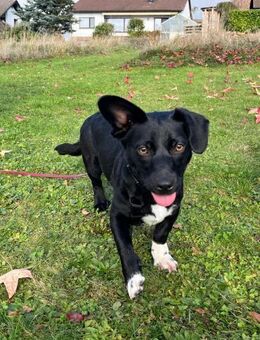 Funny - freundliche Familienhündin - Schlitz