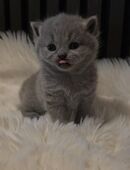 BKH Kitten ab mitte Dezember abzugeben !! in 78333