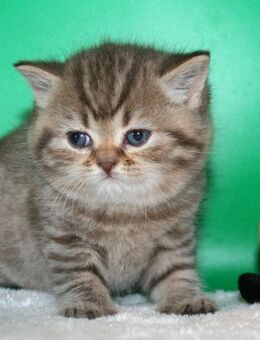 Das BESONDERE !! Britisch Kurzhaar Babys in Chocolate-silver-Tabby u. Cinnamon-silver Tabby sowie in Cinnamon-Tabby!! - Köln