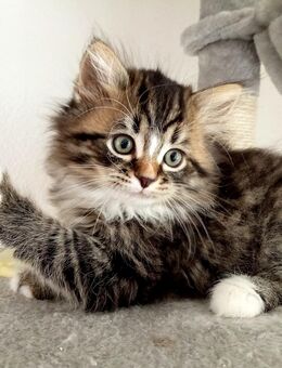 Sibirische Kätzchen in München, Abholung ab 03.12. - München