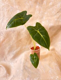 alocasia frydek - Berlin Treptow-Köpenick