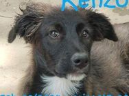 Kenzo  unser Flauschbär - Rinteln