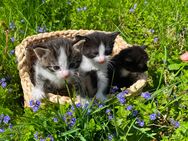 Kitten Katzen Baby - Bad Salzungen