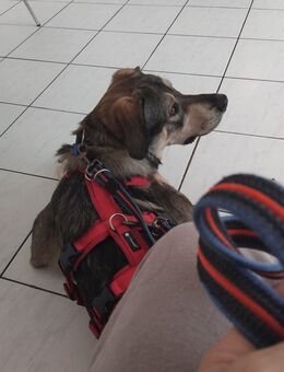 Rocky – cleverer, energiegeladener Hund, ein Fall für Profis - Malsch (Landkreis Karlsruhe)