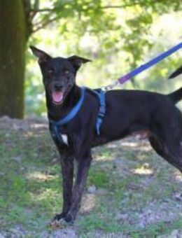 Verspielter Odin - Eichenzell