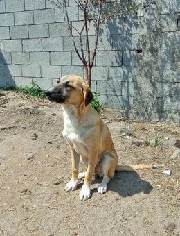 Aika, möchte die Welt entdecken - Bonndorf (Schwarzwald)