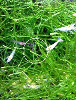 White Pearl, Zwerggarnele, reinerbig, ab 1,70€, Versand/ Abholung - Mechernich