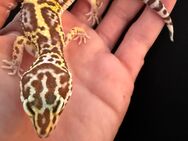 0.1 Leopardgecko Weibchen Enz 24 abzugeben Übergabe Hamm möglich - Emsdetten