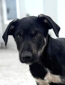 Philipp von kettenlos - Bollingstedt