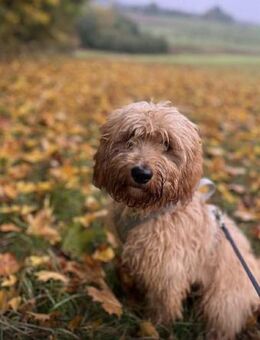 GUSTAV sucht ein ruhiges zuhause - Wettenberg