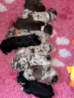 Traumhafte Australien Shepherd Welpen - Gersfeld (Rhön)