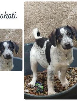 Bahati - Wendelstein