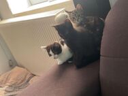 Kitten suchen dringend ein zu Hause - Bockenem Zentrum