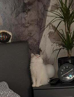 2 kleine BLH/Maine Coon Kitten ab zu geben - Lehrte
