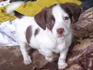Coco - ausgesetzt bei Tierschützern - Mettmann