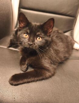 Die Katze sucht ein neues Zuhause - Gudensberg