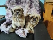 Mini Shih-Tzu Pärchen sucht ein Heim - Mannheim