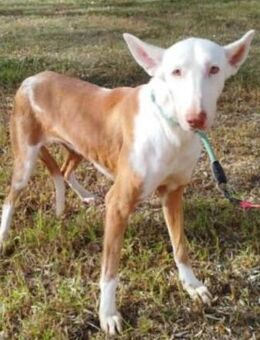 Fausti braucht erfahrene Menschen - Donaueschingen