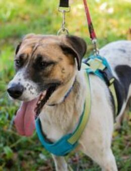 NADA - neugierig ja, wild nein - Overath