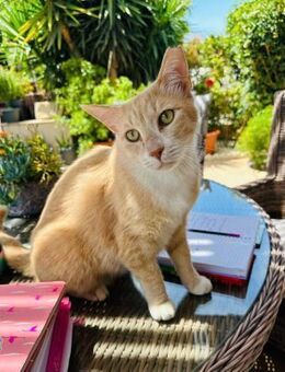 Simba (Lukas) - das sanfte Seelchen - Kirchheim (München)