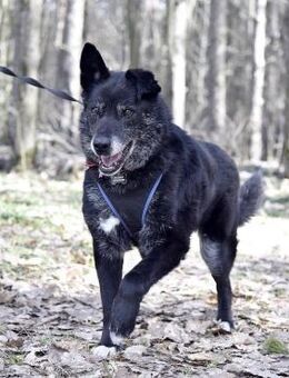 BALU- sucht Rentnerplatz - Mainhardt