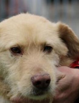 Diras - kinderlieber Familienhund - Lohra