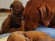 Rhodesian Ridgeback mit Papieren - Westerkappeln
