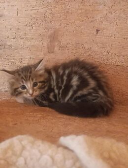 Norwegische Waldkatzen Kitten abzugeben! - Frauenstein Zentrum