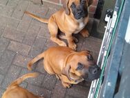 4 Boerboel Rüden suchen liebevolles zuhause - Stolk