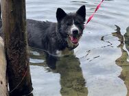 American Akita - Bockhorn (Niedersachsen)