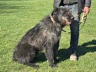 Bogar sucht neue Abenteuer - Frankfurt (Main)