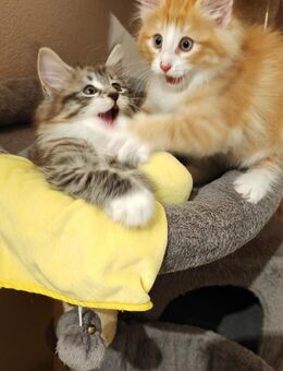 Nfo - Norwegische Waldkatzen - Kitten mit Stammbaum - Mönchengladbach