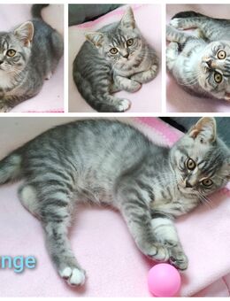 BKH Kitten Junge und Mädchen - Wuppertal