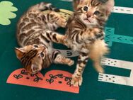 Zwei wunderschöne Bengalkitten mit Stammbaum und XXL Rosetten - Karlsruhe