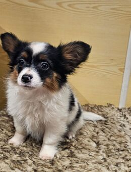 Papilon welpe - Lilienthal