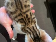 Bengalmix Kitten - Karlskron