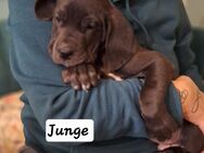 DEUTSCHE DOGGEN WELPEN, Platz vor PREIS nur noch 1Grautiger Hündin und 2 Harlekin Rüden und 4 schwarze Rüden - Jever