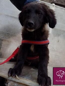 Carol ❣️ Eine kuschelige Schönheit! - Spenge