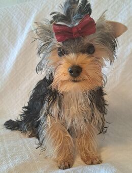 Schlauer Yorkshire terrier Welpe reinrassig black-golden-silver junge - Heidelberg