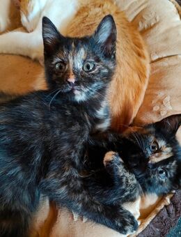 Kitten Mix EKH Schildpatt und roter Kater - Wendelstein