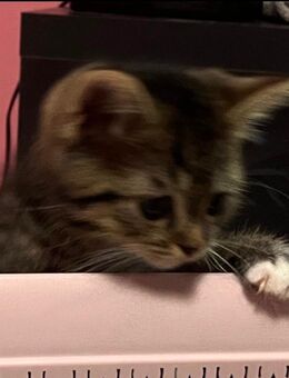 BKH EKH Kater abzugeben – 3 Monate alt - Aschaffenburg